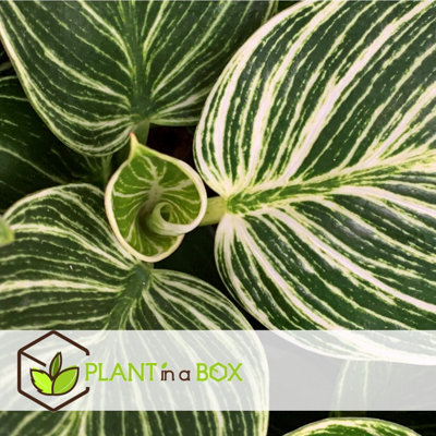 philodendron albino Philodendron 'White Princess'