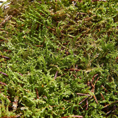 Swell Reptiles Live Green Carpet Moss - Reptile Rainforest Vivarium