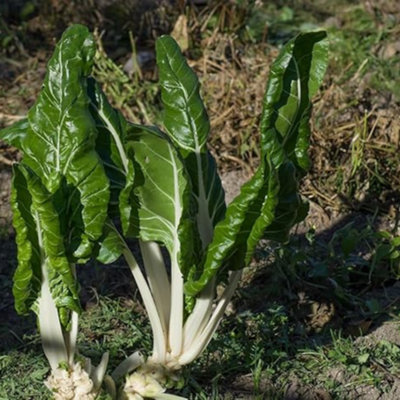 Swiss Chard Green Vegetable for Planting UK 150 seeds