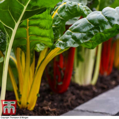 Swiss Chard (Leaf Beet) Bright Lights 1 Seed Packet (80 Seeds) - 3