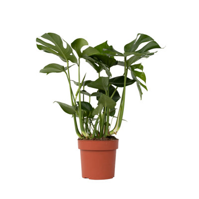 Swiss Cheese Plant - Monstera deliciosa - Height 70-80cm - Pot 21cm