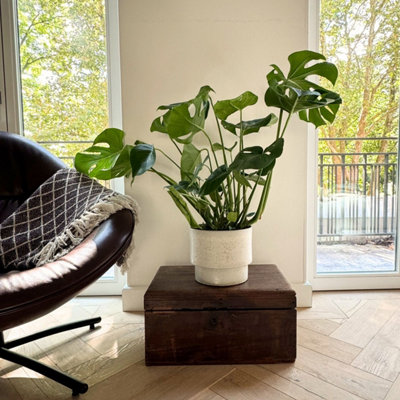 philodendron in seramis Philodendron Serpens x Verrucosum – Plantamani Plants main image 0
