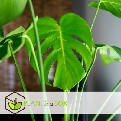 philodendron grazielae Philodendron grazielae main image 0