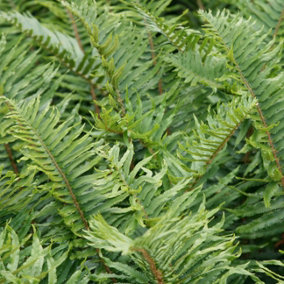 Sword Fern Polystichum Munitum Hardy Outdoor Ferns Jungle Plant 2L Pot