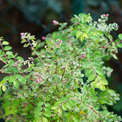 Symphoricarpos Magic Berry - Hardy Pink Berry Shrub 40-60cm Bare Root
