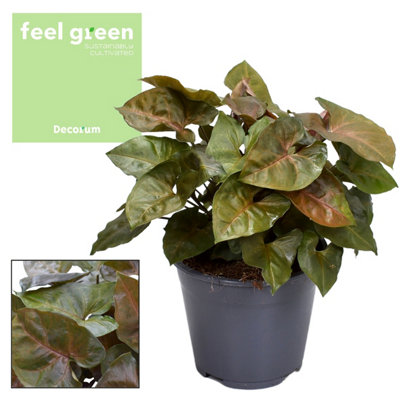 Syngonium Maria Feel Green , 14cm Pot Size , 30cm Tall , Arrowhead , Indoor Houseplant