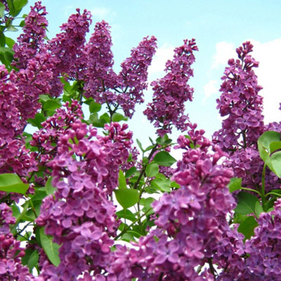 Syringa Andenken an Ludwig Spath Tree - Scented Lilac-Purple Flowers, Heart-Shaped Foliage (5-6ft)