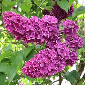 Syringa Charles Joly Tree - Scented Purple Flowers, Upright, Heart-Shaped Foliage, Hardy (5-6ft)