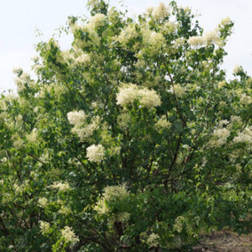 Syringa China Snow Tree - Clusters of White Flowers, Low Maintenance, Hardy (5-6ft)
