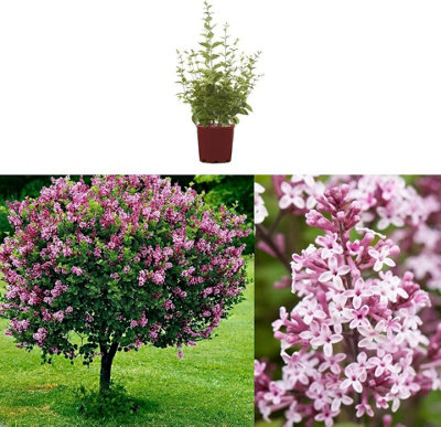 Syringa Flowerfesta Palibin in 9cm Pot - Dwarf Korean Scented Lilac Bush