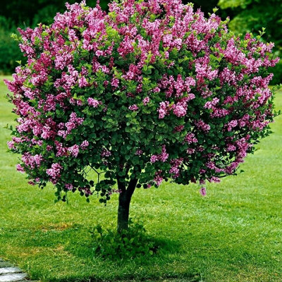 Syringa Flowerfesta Palibin in 9cm Pot - Dwarf Korean Scented Lilac Bush - 4