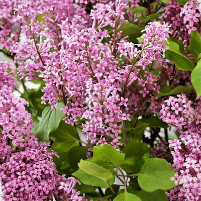 Syringa Flowerfesta Pink in 9cm Pot - Dwarf Korean Scented Lilac Bush