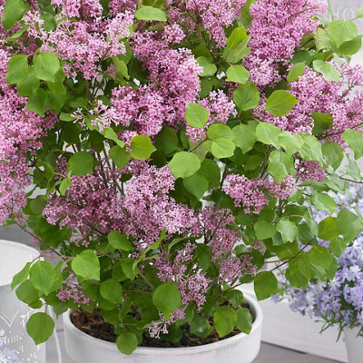 Syringa Flowerfesta Pink in 9cm Pot - Dwarf Korean Scented Lilac Bush - 3