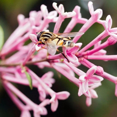 Syringa Flowerfesta Pink in 9cm Pot - Dwarf Korean Scented Lilac Bush - 4
