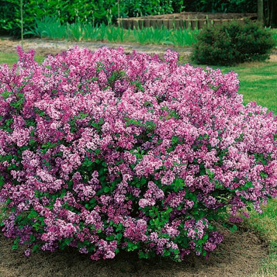 Syringa Flowerfesta Pink in 9cm Pot - Dwarf Korean Scented Lilac Bush - 5