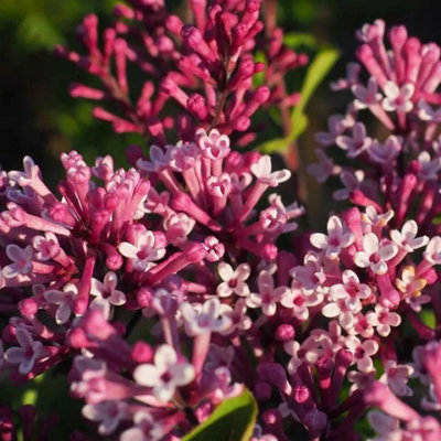 Syringa Flowerfesta Purple in 9cm Pot - Dwarf Korean Scented Lilac Bush