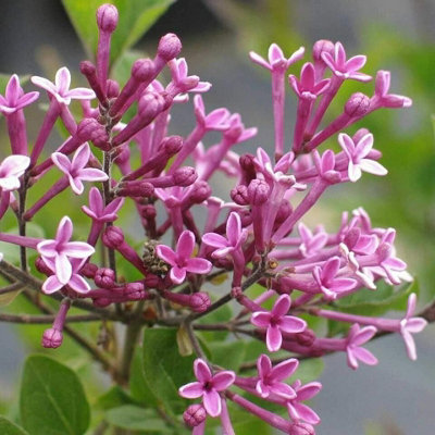 Syringa Flowerfesta Purple in 9cm Pot - Dwarf Korean Scented Lilac Bush - 3