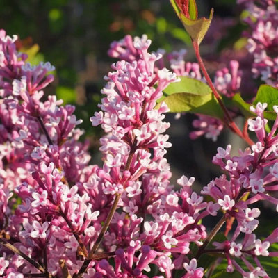 Syringa Flowerfesta Purple in 9cm Pot - Dwarf Korean Scented Lilac Bush - 4