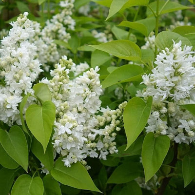 Syringa Flowerfesta White in 9cm Pot - Dwarf Korean Scented Lilac Bush
