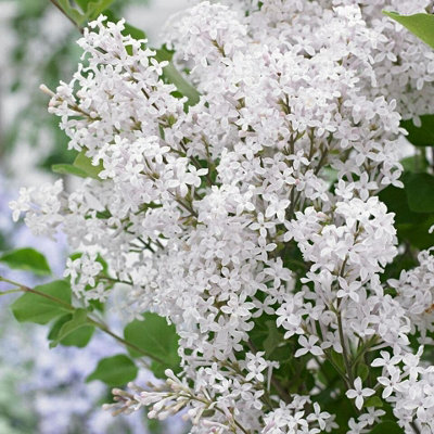 Syringa Flowerfesta White in 9cm Pot - Dwarf Korean Scented Lilac Bush - 3