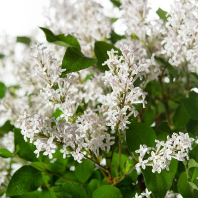 Syringa Flowerfesta White in 9cm Pot - Dwarf Korean Scented Lilac Bush - 4