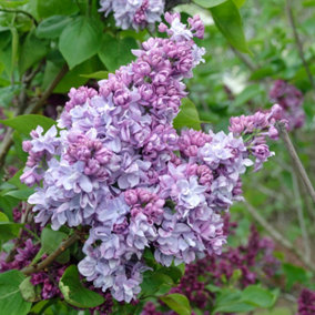 Syringa Katherine Havemeyer Tree - Common Lilac, Light Purple Flowers, Hardy (5-6ft)