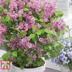 Syringa (Lilac) meyeri Flowerfesta Pink 9cm Potted Plant x 1
