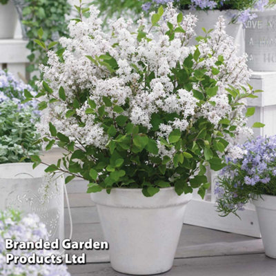 Syringa (Lilac) meyeri Flowerfesta White 3 Litre Potted Plant x 1