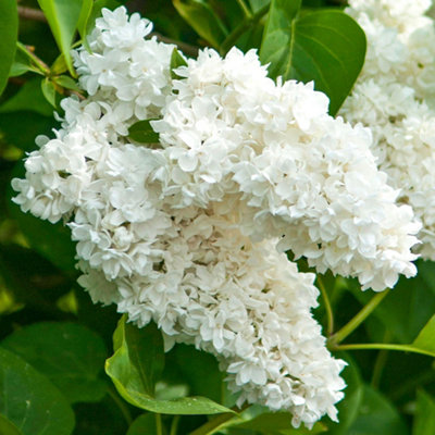 Syringa Madame Lemoine, White Lilac Tree for UK Gardens (5-6ft Height ...