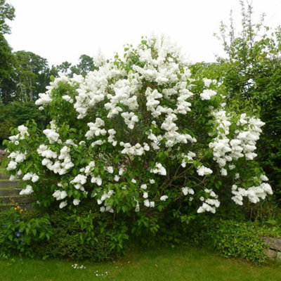 Syringa Madame Lemoine,  White Lilac Tree for UK Gardens (5-6ft Height Including Pot)