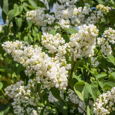 Syringa Madame Lemoine,  White Lilac Tree for UK Gardens (5-6ft Height Including Pot)