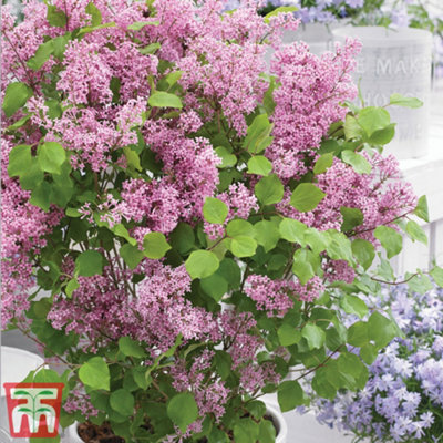 Syringa meyeri Flowerfesta Pink 3 Litre Potted Plant x 1