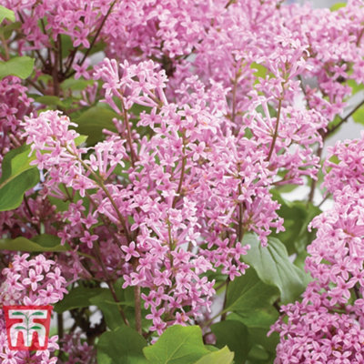 Syringa meyeri Flowerfesta Pink 3 Litre Potted Plant x 1