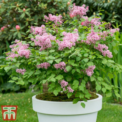 Syringa meyeri Flowerfesta Pink 3 Litre Potted Plant x 1