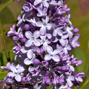Syringa Michel Buchner Tree - Scented Purple Flowers, Heart-Shaped Leaves, Hardy (5-6ft)