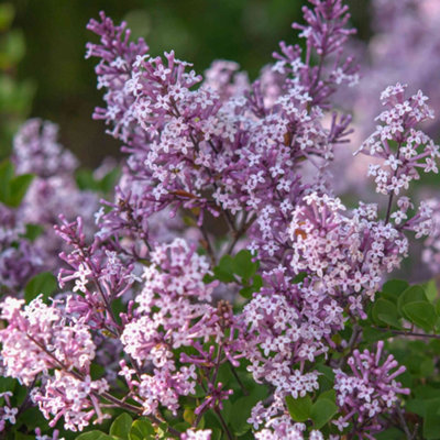 Syringa Miss Kim Garden Plant - Fragrant Lilac Blooms, Compact Size (20-30cm Height Including Pot)