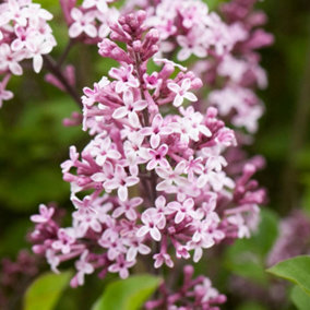 Syringa Palibin Garden Plant - Fragrant Light Pink Blooms, Compact Size (10-30cm Height Including Pot)