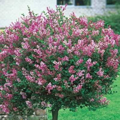 Syringa Red Pixie - Dwarf Korean Scented Lilac Bush in 9cm Pot ...