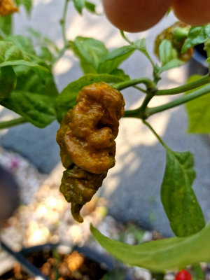 T-Rex Mustard Chilli Seeds - 10 Fresh Seeds
