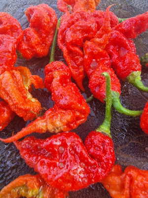 T Rex Red Chilli Seeds - 10 Fresh Seeds