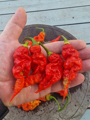 T Rex Red Chilli Seeds - 10 Fresh Seeds