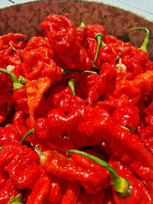 T Rex Red Chilli Seeds - 10 Fresh Seeds