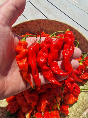 T Rex Red Chilli Seeds - 10 Fresh Seeds