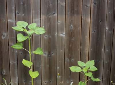 Tallest Sunflower Seeds (Approx. 18 seeds) by Jamieson Brothers