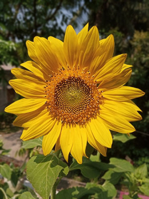 Tallest Sunflower Seeds (Approx. 18 seeds) by Jamieson Brothers - 3