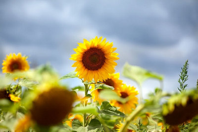 Tallest Sunflower Seeds (Approx. 18 seeds) by Jamieson Brothers - 4