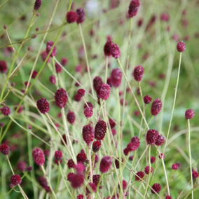 Tanna Burnet Perennials Flowering Plants Sanguisorba 2L Pot