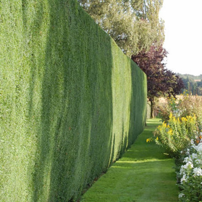 Taxus Baccata - Evergreen Common Yew Hedging Plants, Dense and Hardy (20-40cm, 75 Plants)