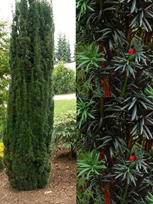 Taxus Baccata Fastigiata Robusta Column Yew Tree 2.5-3ft Large Supplied ...