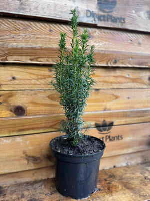 Taxus Fastigiata Robusta Column Yew Tree Large Plant Supplied in a 3 ...